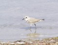 /album/photo-gallery-homepage1/kentish-plover-emirates-dec-2005-jpg2/